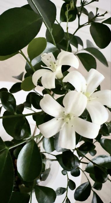 Мурайя (муррайя, японский жасмин)