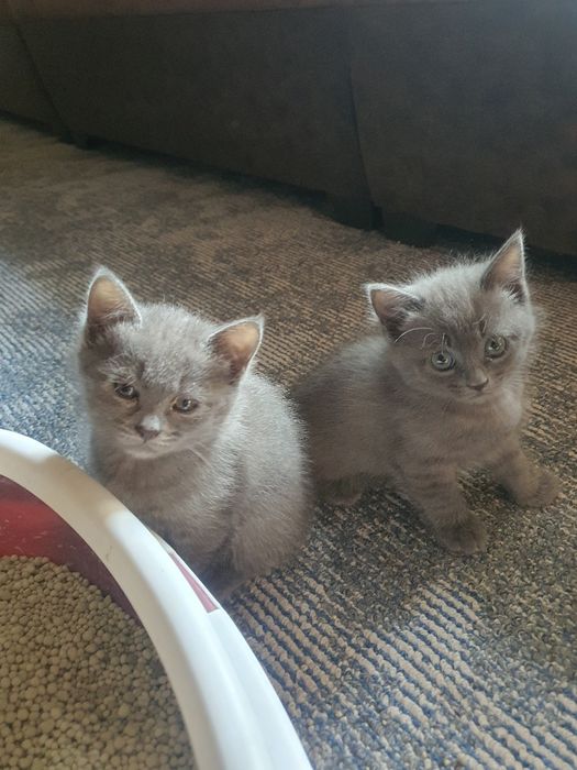 шотланские котята