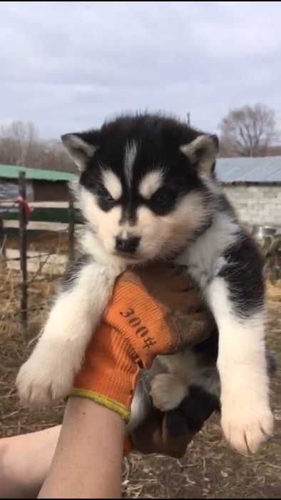 Новые девочки от Хаски Плэнет