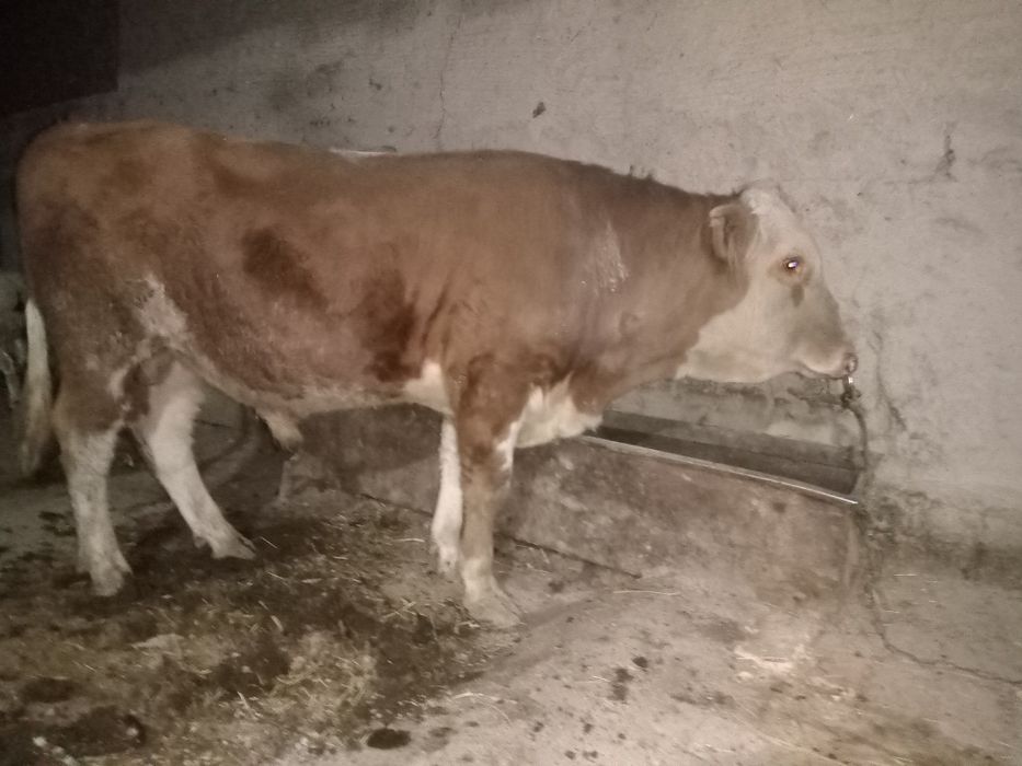 Simintal hökiz sotiladi tozasi sog'lom garantiya