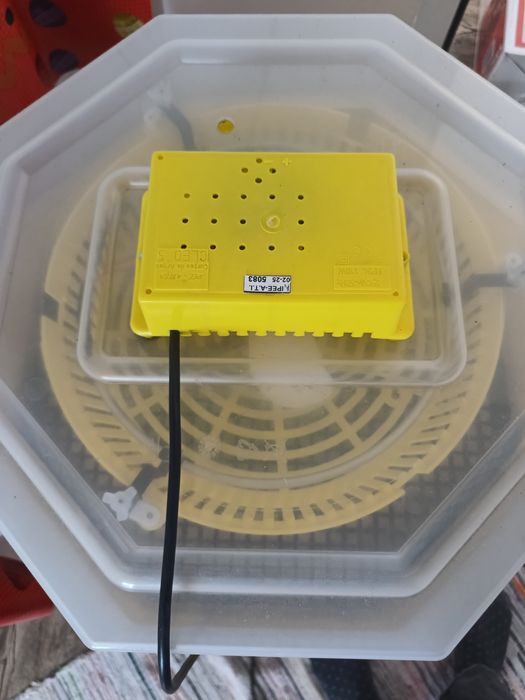 Vand incubator  pentru ouă