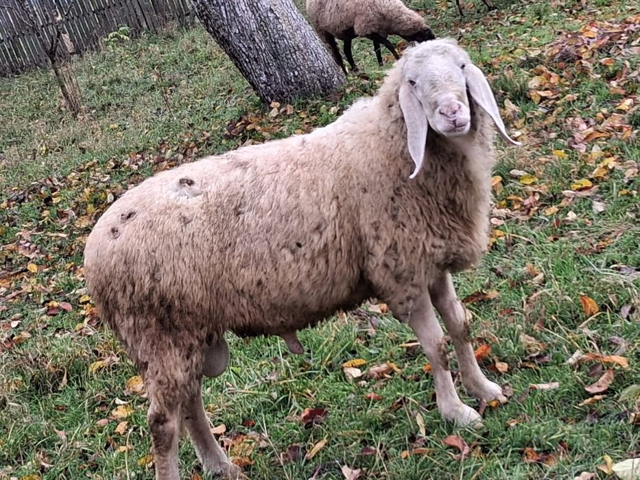 Vând oi Bergamasca și sârbești