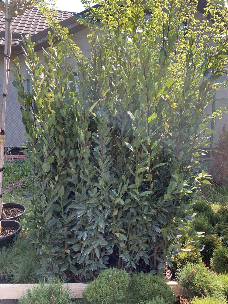 Dafin Laurus Nobilis veșnic verde plante ornamentale