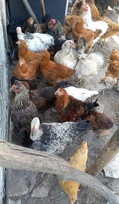 Оплодени яйца няколко вида