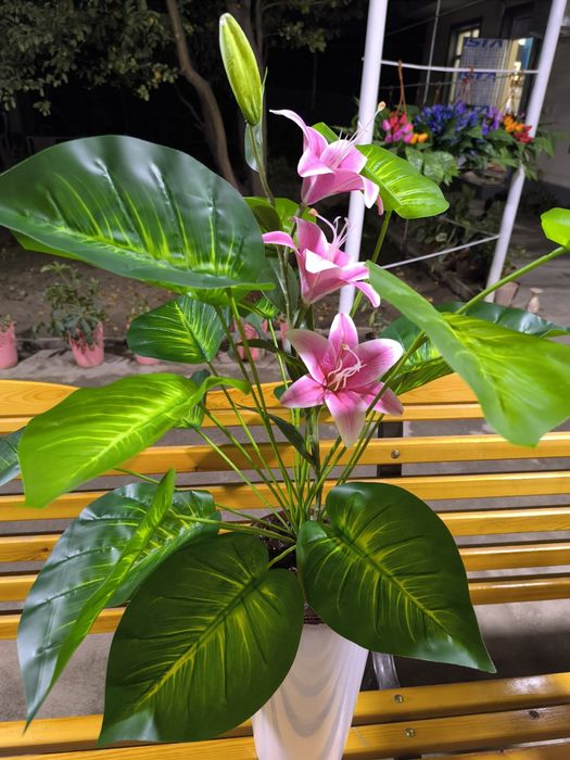 SUNIY Gull sotiladi voki prokat