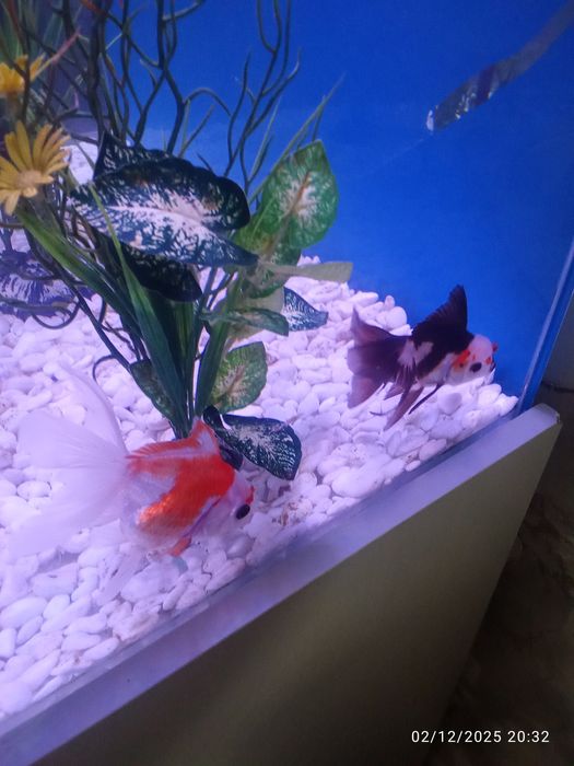 Privaznoy aranda baligi