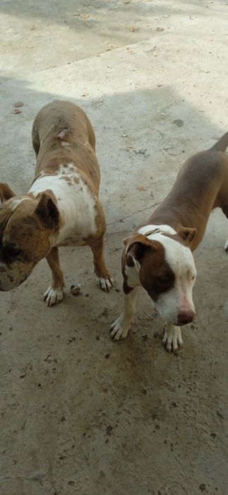 Девочка питбуль 6 мес