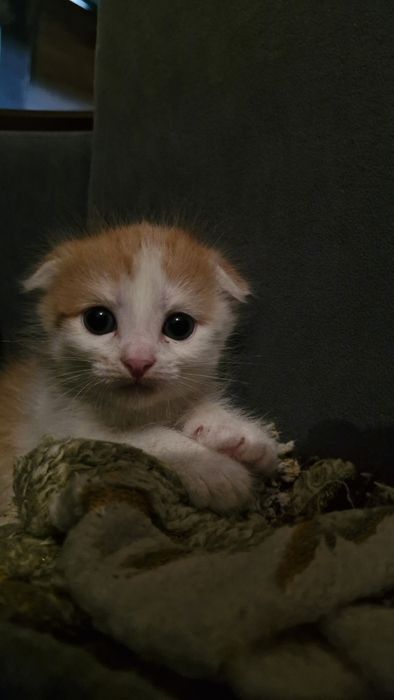 Продам котёнка вислоухий