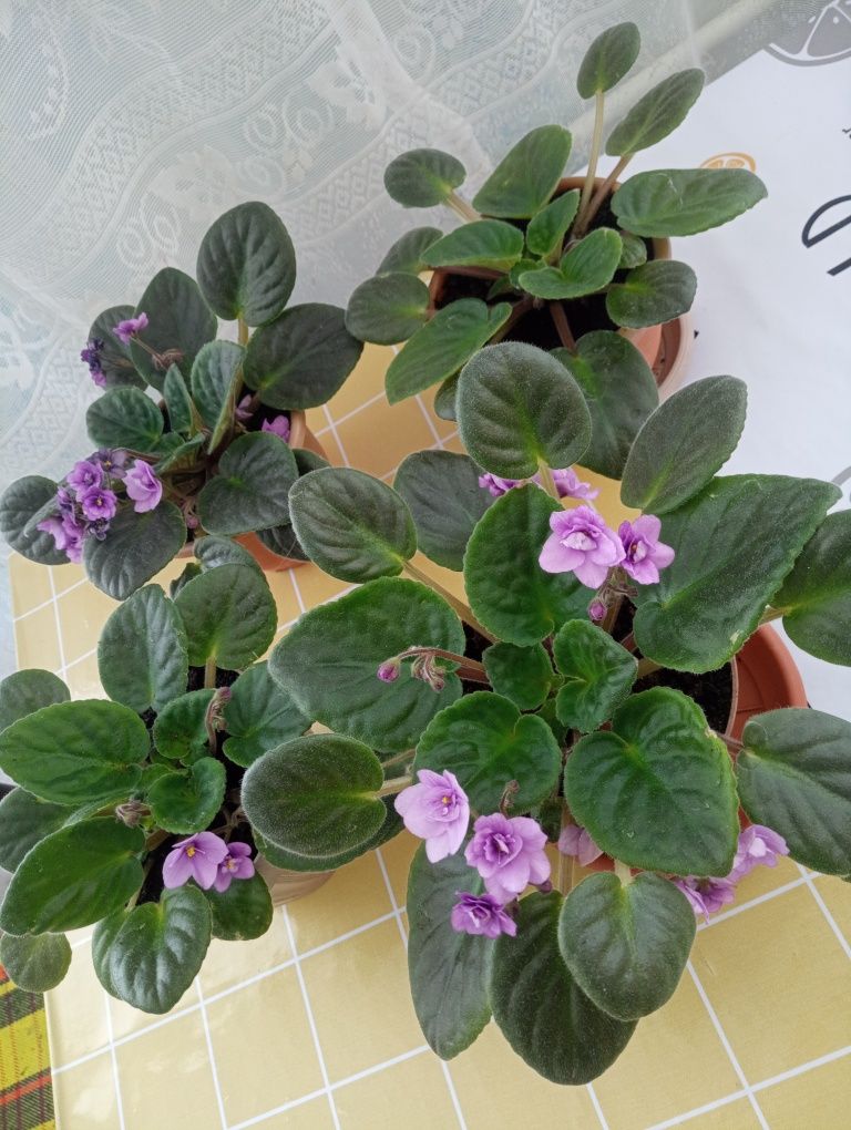 Продам фиалку сиреневую