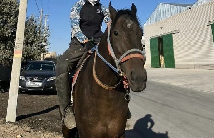 таза қан жылқы.