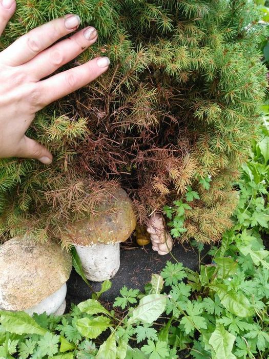 Садовник Обработка Лечение хвойных, декоративных деревьев растений .