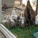 Vând găini și cocoși Cochinchina și credli
