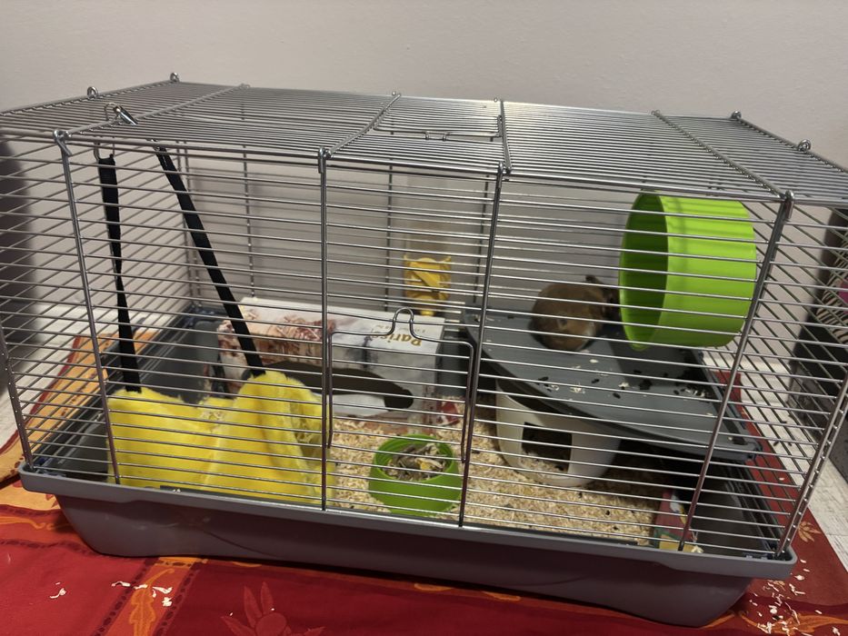 Vând hamster cu cușcă frumoasă complet.