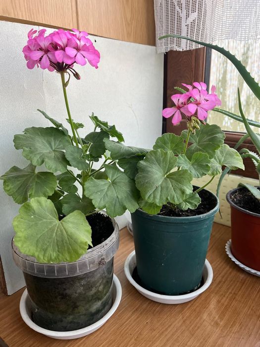 Продам цветущую герань