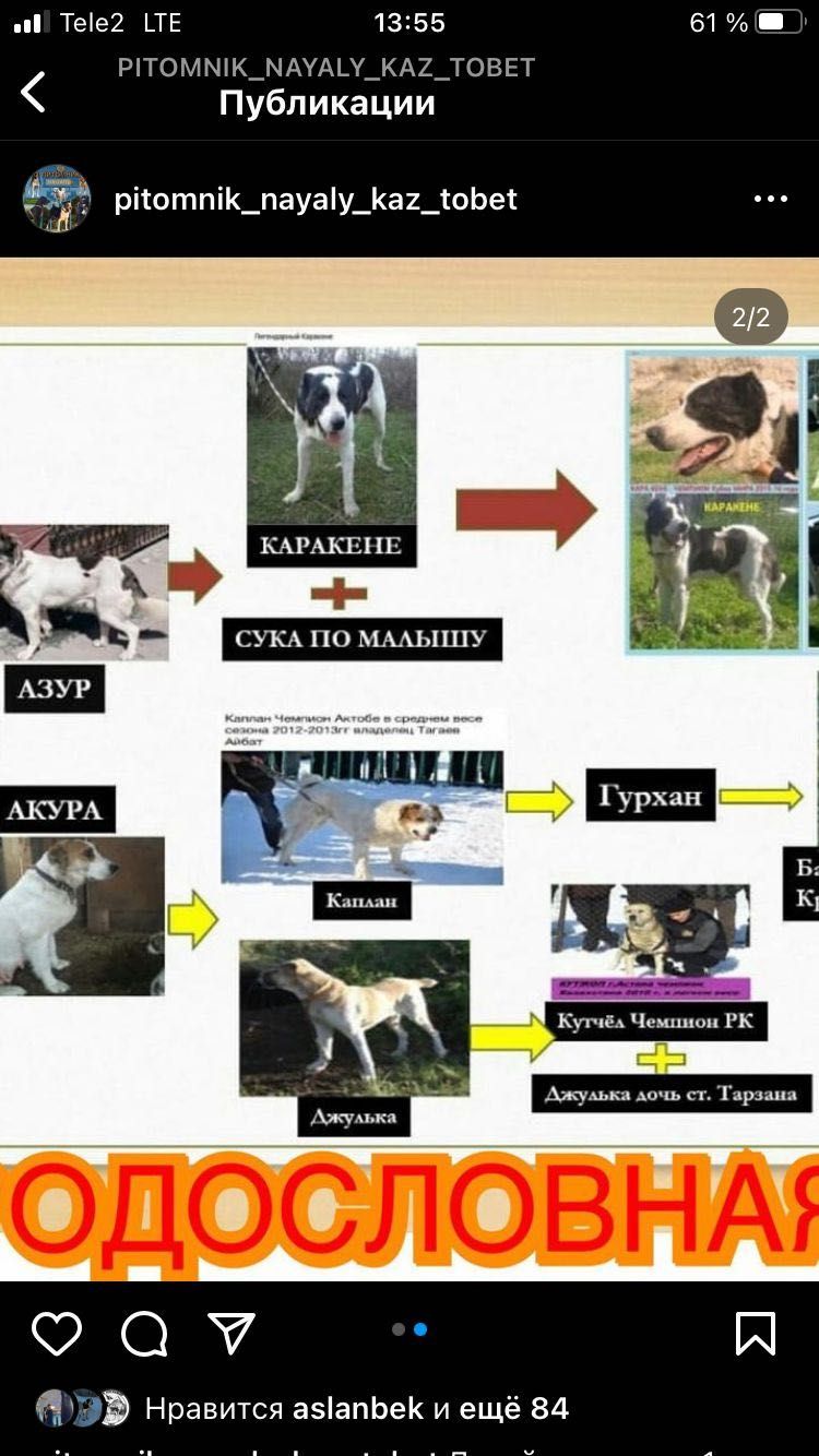 Продам щенка алабая тяжеловеса