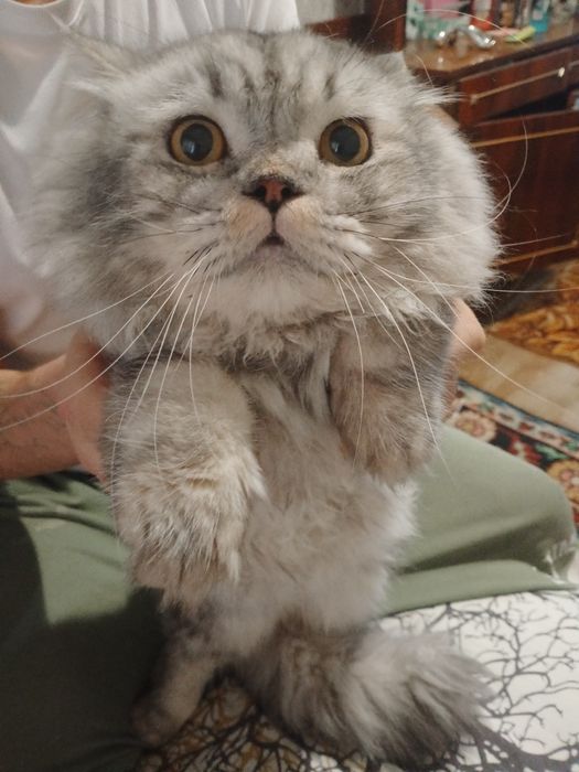 Персидский кот, не дорого в добрые руки