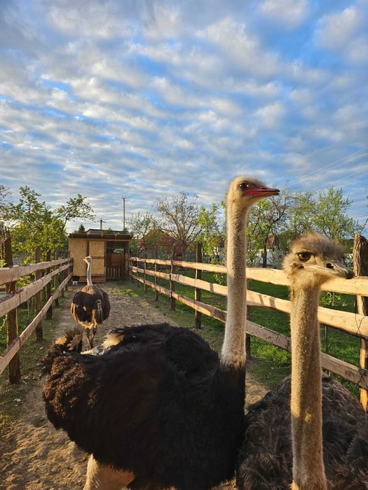 Ouă de struț pentru consum – Proaspete si la comanda