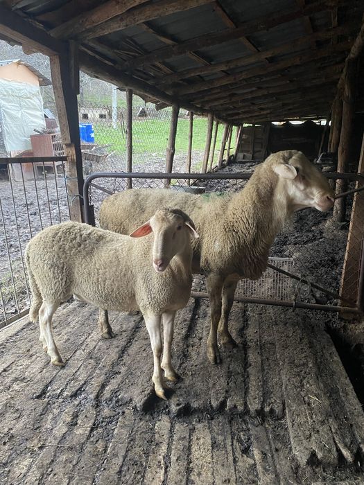 Продавам 2 коча Лакон