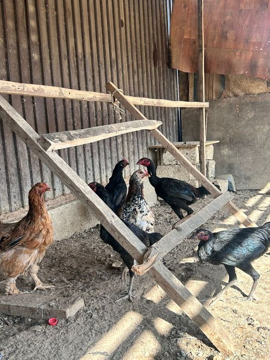 Тауықтар сатылады