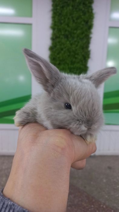 Вислоухи кролик декоративные