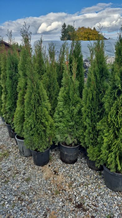 Tuia smaragd  cel maimic preț de pe piața