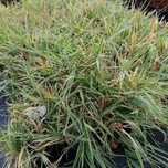 Фаларис пъстър Пикта, Phalaris arundinacea ‘Picta’