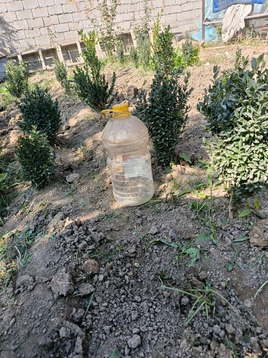 Шамшод кучатлари бор