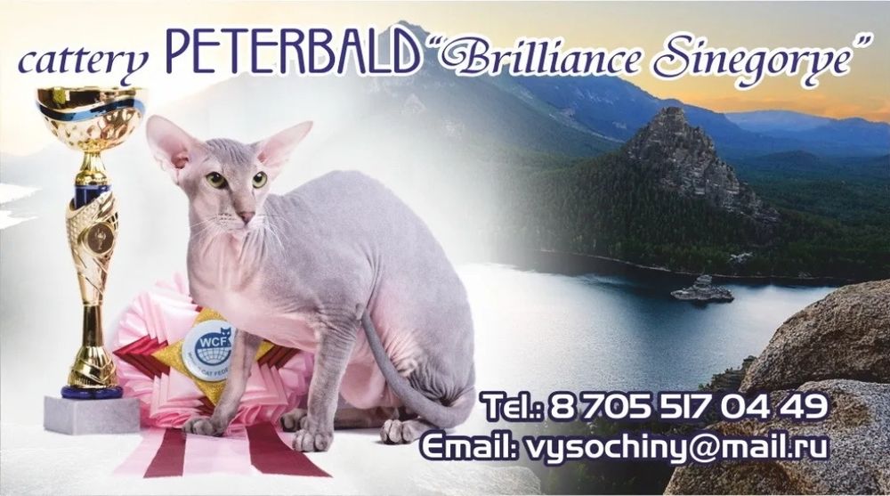 Продажа котят Петерболда из питомника со всеми документами.