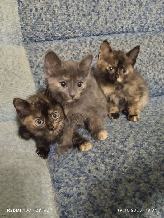 Отдам котят в добрые руки котят
