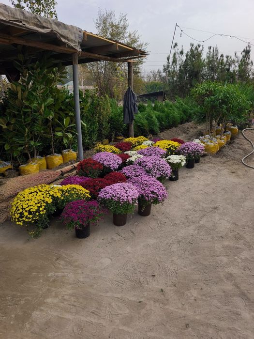 Арчалар 30 миндан Archalar 30 mingdan ADRIS Fod Sity ( AVANGART)