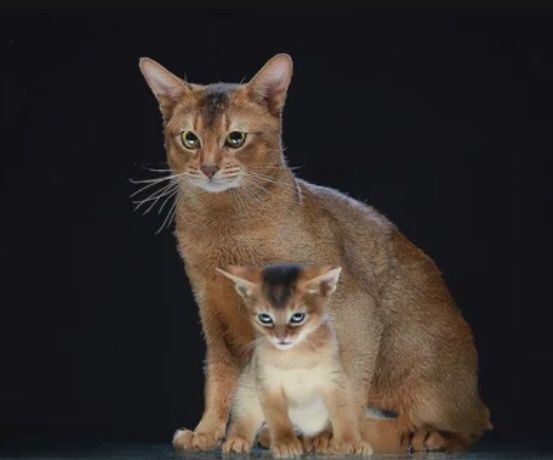 Чаузи с подтверждённой родословной в  трёх  поколениях