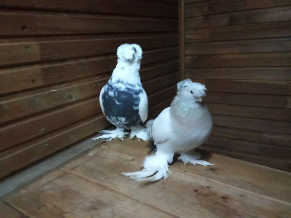 Голуби на продажу