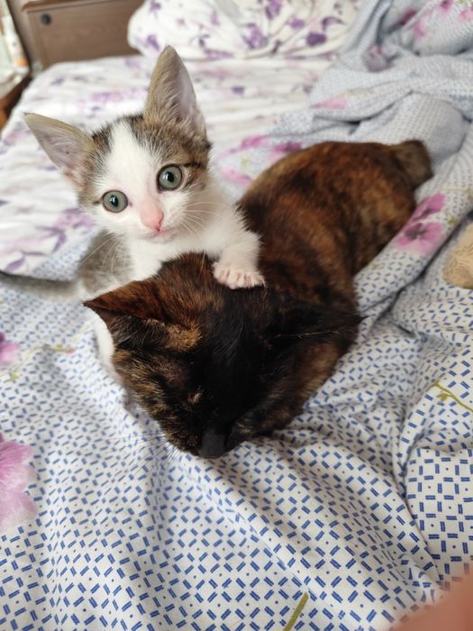 Отдам котёнка в добрые руки