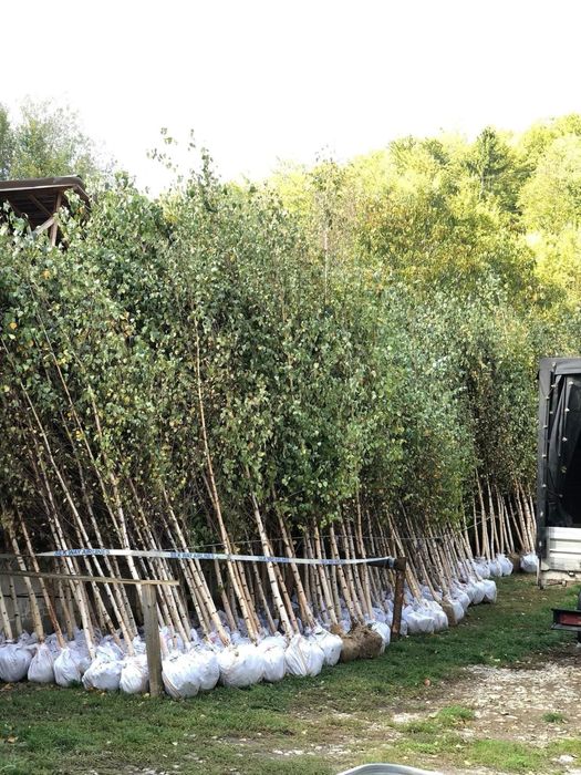 Mesteacan alb diferite inaltimi