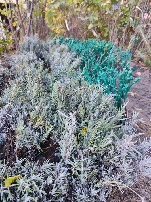 Lavanda butasi, perfecta pentru Curti sau cultura.Livrare RO