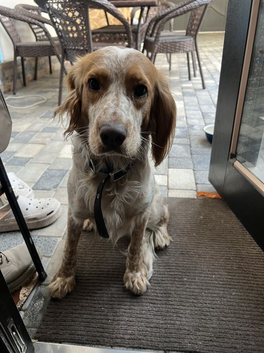 Продаю Английского коккер спаниеля 1год