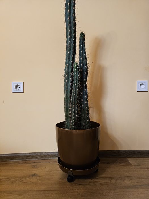 Продавам стайни растения