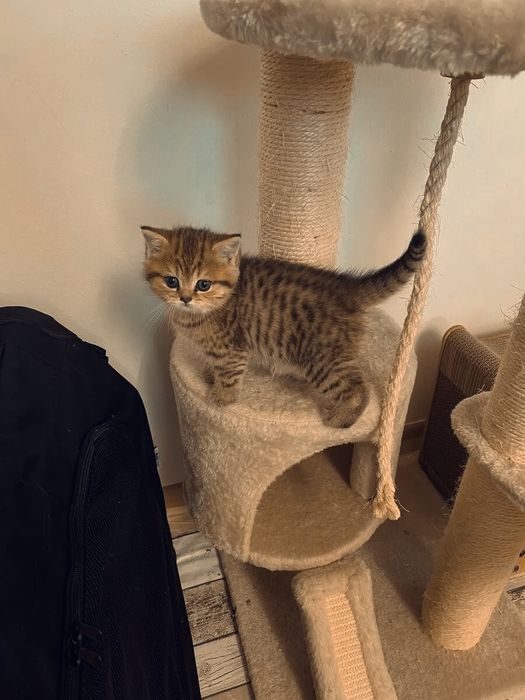 Британские котята