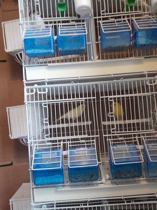 Vinzare canari frumosi