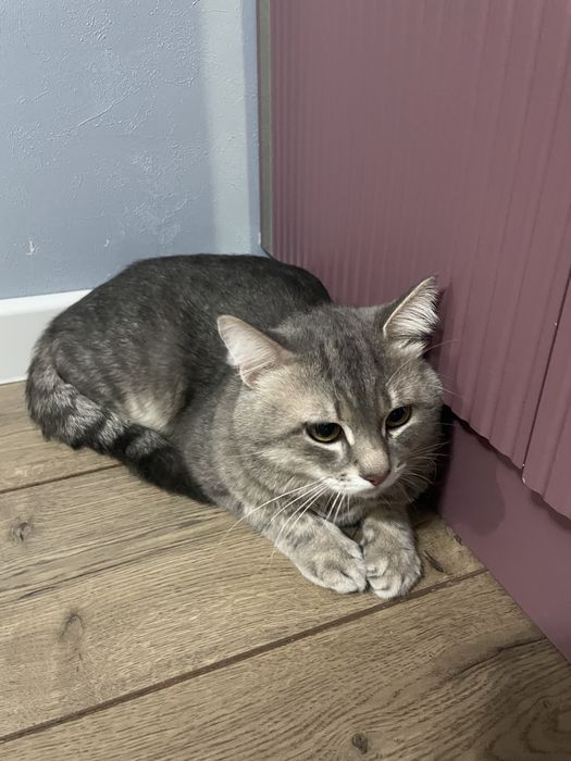 Отдам бесплатно британца