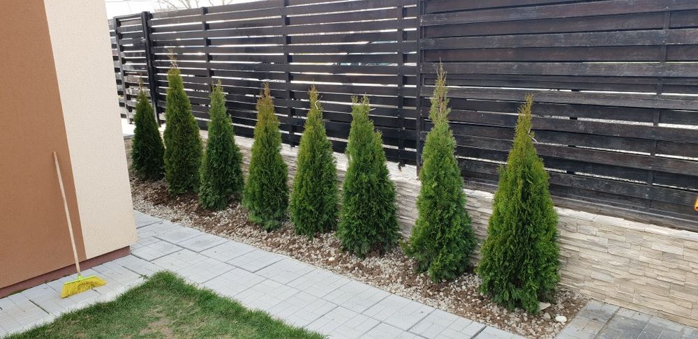 Tuia smaragd de calitate extra avem toate dimensiunile