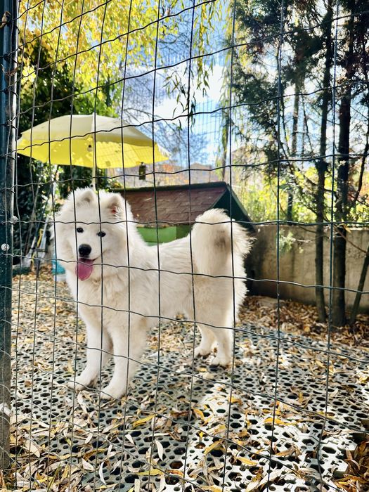 Vand catelusa Samoyed