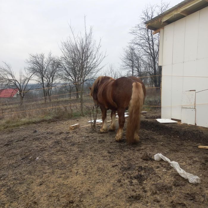 Armăsar 4 ani de vânzare