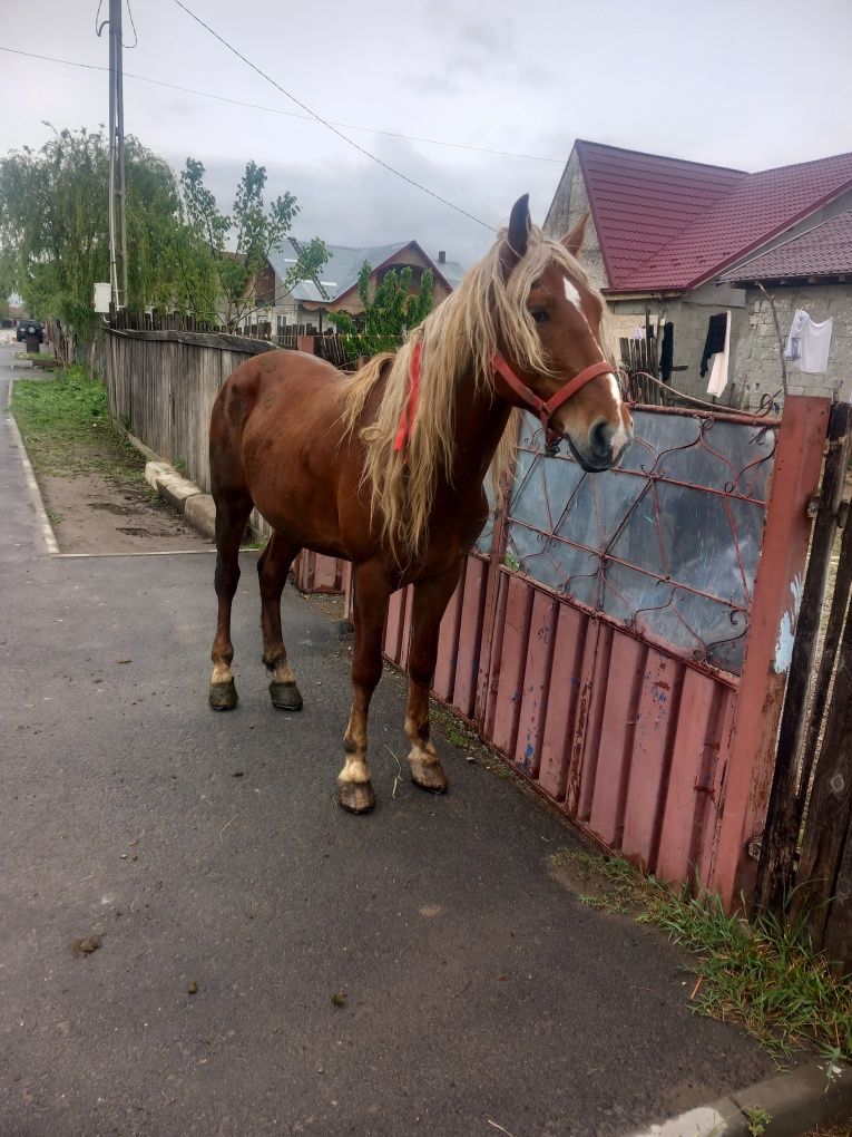 Vând armăsar 5 ani