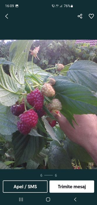 Vând butasi de zmeură de diferite soiuri