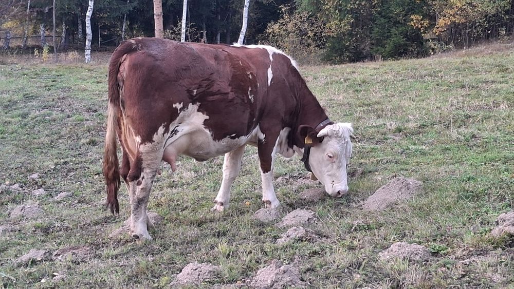 Vacă de vânzare pentru abator.  Detali la telefon.