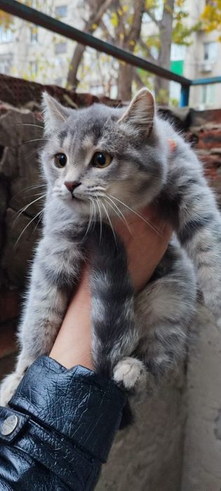 Пристраиваем чудесного котёночка мальчика в добрые руки