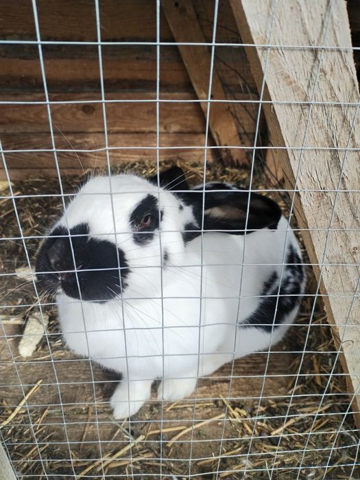 Schimb sau vând iepuroaice de berbec german și fluture german