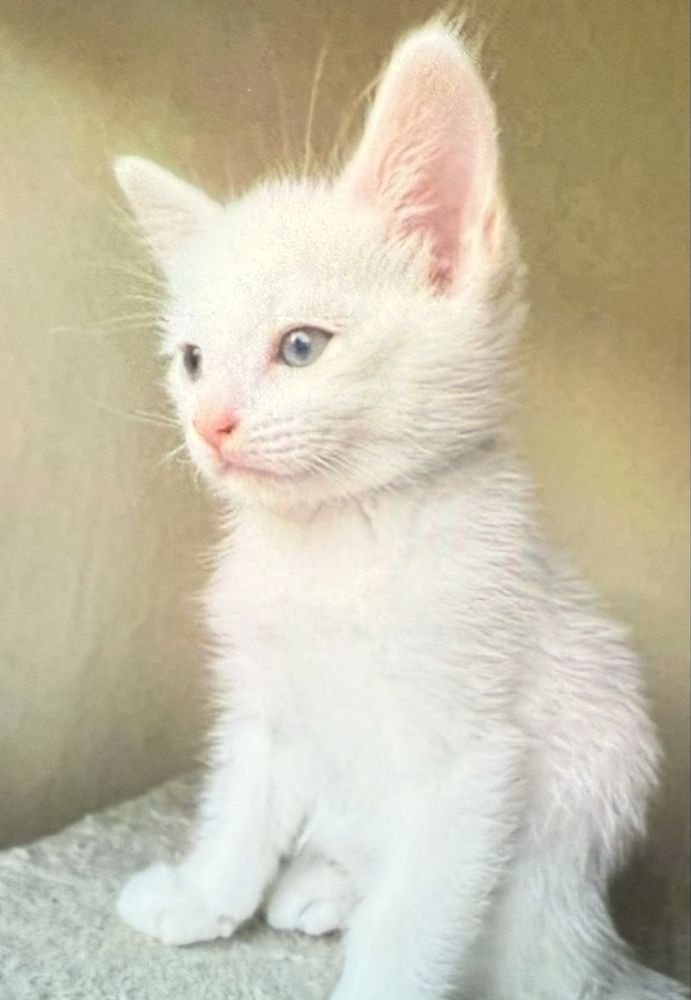 Ragdoll baietel 300 lei