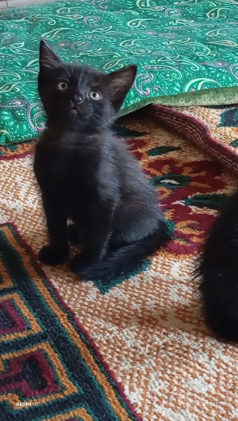 Mushuklar dmm mehribon hamma vaj yidila